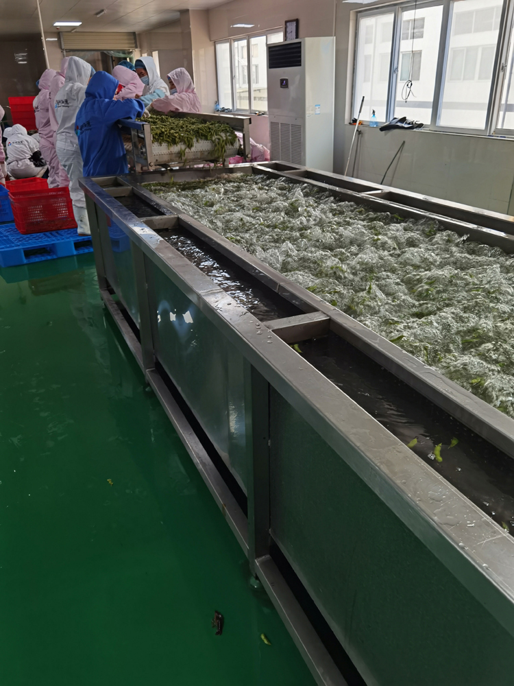 毛豆冷冻机